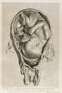 Dessin anatomique d
